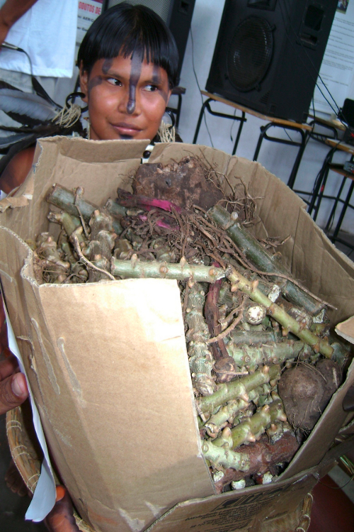 Mudas de mandioca cultivadas pelos Umutina, Terra Indígena Umutina, Barra do Bugres, Mato Grosso. Foto: Associação Indígena Umutina Otoparé (Otoparé), sem data Mudas de mandioca cultivadas pelos Umutina, Terra Indígena Umutina, Barra do Bugres, Mato Grosso. Foto: Associação Indígena Umutina Otoparé (Otoparé), sem data